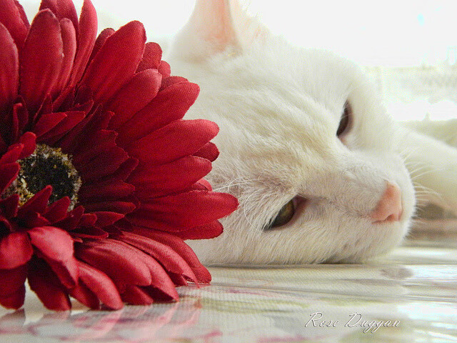 中国女篮全队训练强度加大 技战术提升明显，2021年6月中国女篮训练