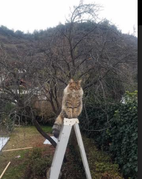 张怡宁回归赛场,重启乒乓生涯,张怡宁乒球视频