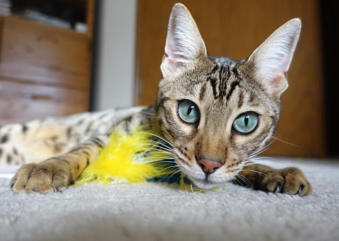 青少年体育赛事日益活跃，青少年体育赛事有哪些