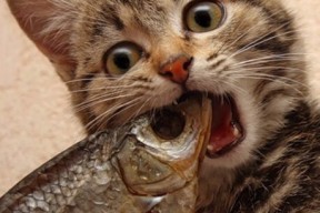 Kaiyun(中国)开云-“胡利安·门德斯的突破性表现，为阿根廷美洲狮队增添新力量”