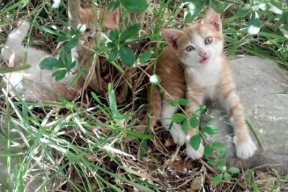 开云体育中国官方网站-乌拉圭男篮在南美锦标赛中再夺冠军，连续提升排名，2020乌拉圭篮球联赛积分榜