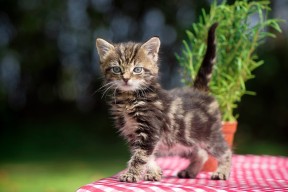 开云kaiyun-澳大利亚队的未来布局：如何在全球乒乓舞台中占有一席之地，澳大利亚乒乓球员