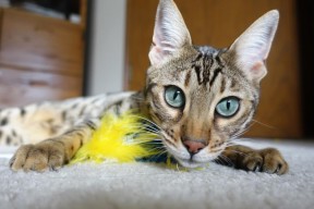 开yun体育-青少年体育赛事日益活跃，青少年体育赛事有哪些