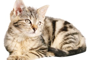 开云体育在线入口-五大联赛各队点球稳定性对心理建设分析，点球强队