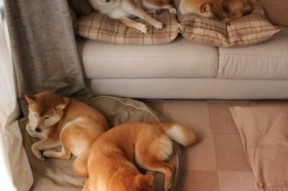 开云APP-战术大师对决谁能执教致胜，战术大师官网