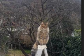 kaiyun 开云体育-张怡宁回归赛场，重启乒乓生涯，张怡宁乒球视频